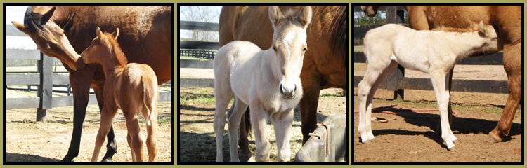 Little Creek Quarter Horse Foals