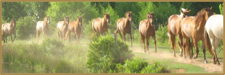 Little Creek Quarter Horses Remuda