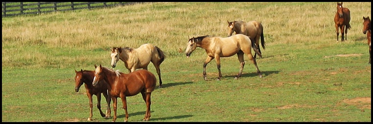 LCQH Yearlings in pasture