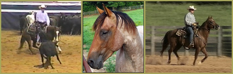 Little Creek Quarter Horse Stallions:  Thunder BC, JH Speckles Playboy, Playboys Big Step (Hobo)
