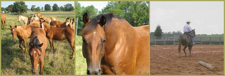 LCQH Yearlings, Catalena Step, Ranch Training for 3 year old