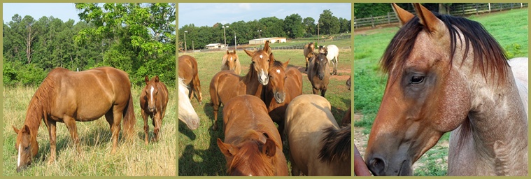 LCQH Mare with Hobo Colt, LCQH Yearlings, JH Speckles Playboy