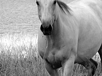 Little Creek Quarter Horse Buckskin Mare