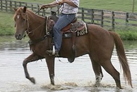 Water Training for Ranch Horse gelding
