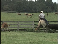 Two Year Old gets Cow Horse Fence Training in Pasture