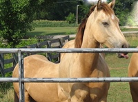Our Buckskin says he's better than your buckskin!