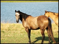 Badger Bred Mare -- SS Ginger Step