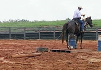 Cow Horse Training ranch roping