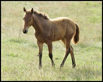 2008 Little Creek Quarter Horse foal